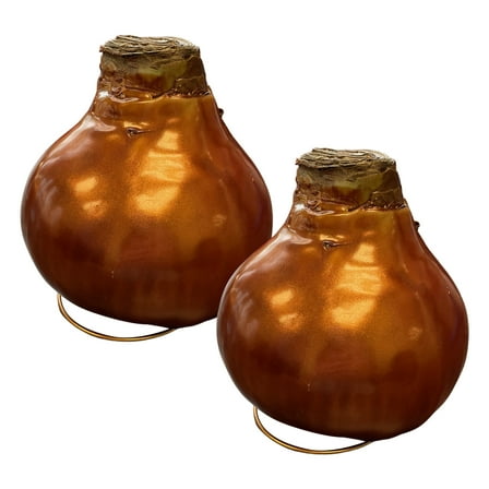 Waxed Amaryllis Bulb - Bronze Wax, Blooms Red (2 Plants Per Pack) - Easy Care - No Watering Needed! Beautiful Holiday Decor