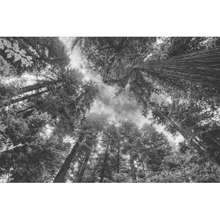 Enraptured by Trees, Redwood Coast California Print Wall Art By Vincent (Best Place To See Redwood Trees In California)