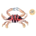thumbnail image 4 of Fdit Crab Model Toy,Crab Marine Animal Model Figure Ocean Model Toy Educational Animal Toys For Kids,Crab Model Decoration, 4 of 8
