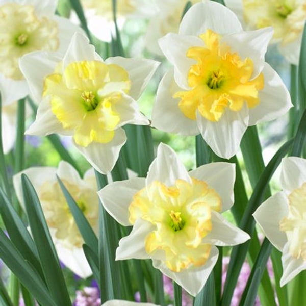 Van Zyverden Daffodils Changing Colors Set of 12 Bulbs Multi-Color Part Sun
