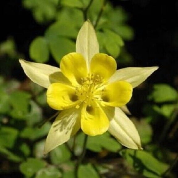 50 Yellow Columbine Seeds – Colorful Perennial Aquilegia Flower – Hummingbird Garden Plant