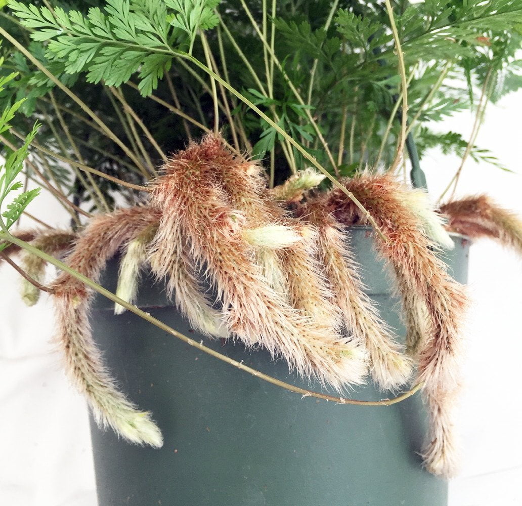 Rabbit's Foot Fern 6" Hanging Basket Easy to Grow!