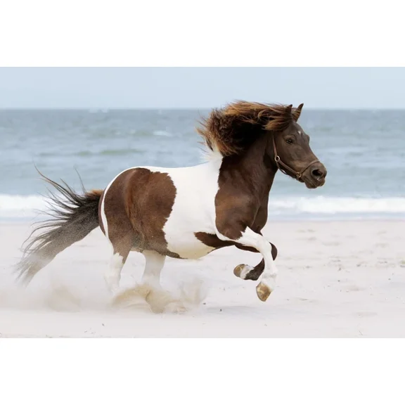 Kna Prints - 1 Pc Poster Shetland Pony Poster Horse Beach Cute Gift #8605, UNFRAMED-8x12