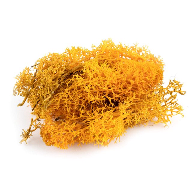 Liquen Model Foliage War World Scenics, naranja y musgo, 100 g