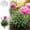 L, variant on 2026 New Peony Support,Metal Plant Support Ring for Garden,Peony Cage Stand,Heavy-Duty Flower Support Frame Indoor Pots, Flower Hoop, Decorative Grow,Outdoor Orchid Clip (S)