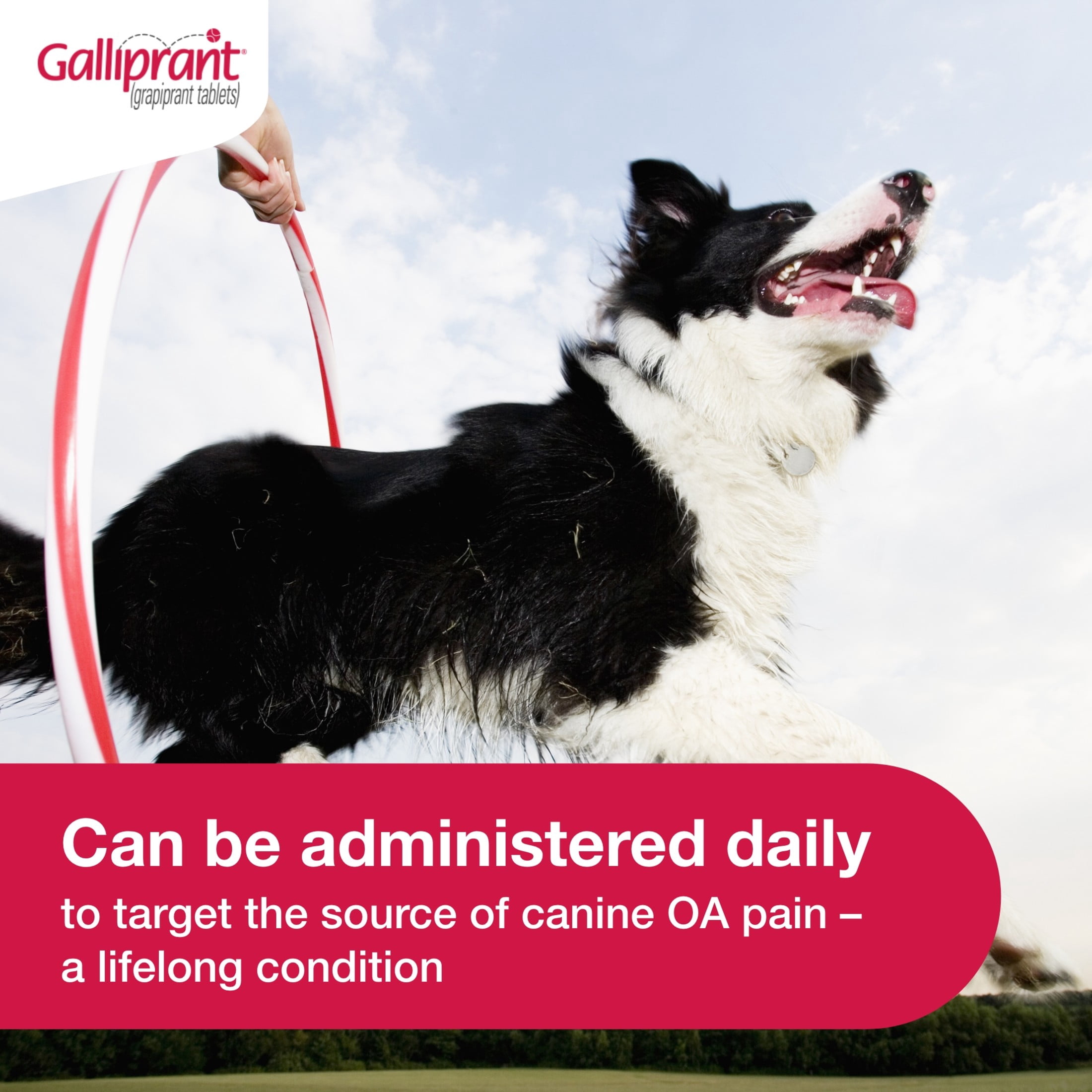 Galliprant Osteoarthritis Pain & Inflammation Control for Dogs | 100 mg | 90 Flavored Tablets