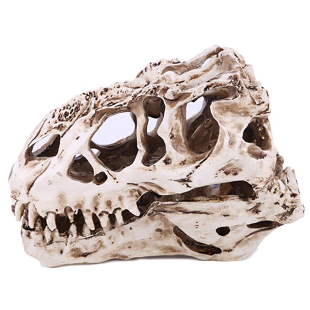 maskred Halloween Resin Dinosaur Head Skeleton Model Simulated Animal Skeleton Home Office Decor Craft