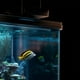 thumbnail image 2 of 10 soportes para varillas de calefacción de acuario, clips para lámpara, clips de montaje para tubo de luz de pecera, 2 of 8