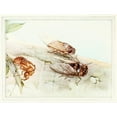 thumbnail image 3 of Edward Julius Detmold 24x19 Black Modern Framed Museum Art Print Titled - The Cicada (1921), 3 of 5