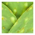thumbnail image 3 of Nopal en tira empacado por kilo, 3 of 6