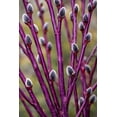 thumbnail image 2 of Purple Continental Willow Cuttings for Planting - Vibrant Purple Bark Willow | Fast Growing Ornamental Shrub | Live Dormant Hardwood Starts (2 Cuttings), 2 of 6