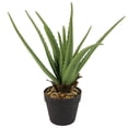 thumbnail image 1 of KOZIE LIFESTYLE ALOE PLANT IN POT - PACK OF 6, 1 of 1