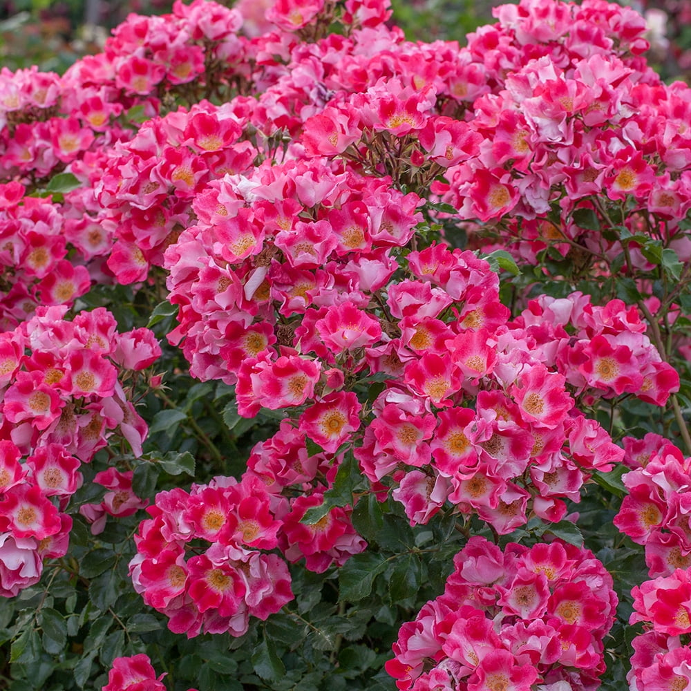 完売‼️ ALL ROSES LIVING PROOF Dash  完売‼️ ALL ROSES LIVING PROOF Dash Snow 完売‼️ ALL ROSES