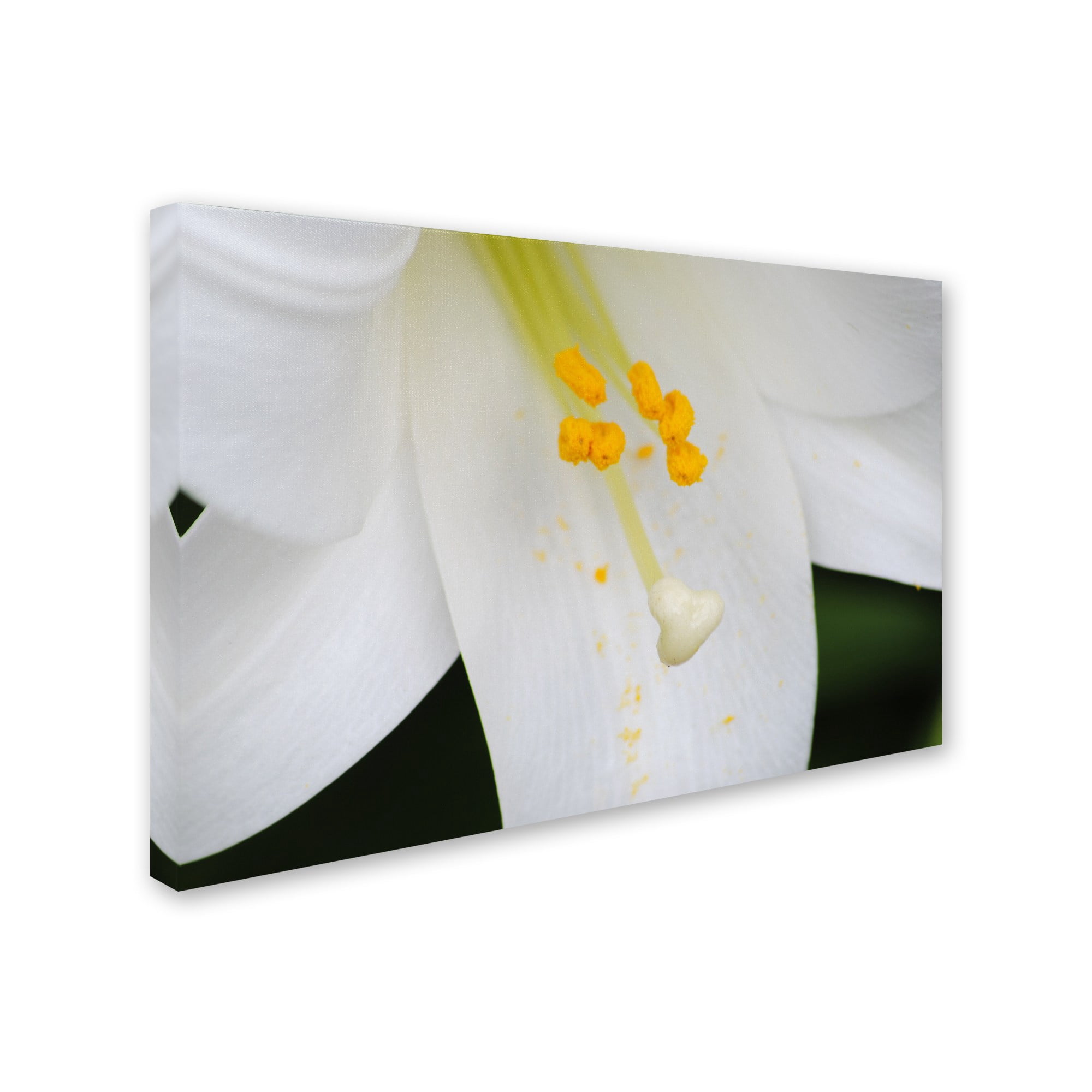 Trademark Fine Art "Adore You" Canvas Art by Monica Mize