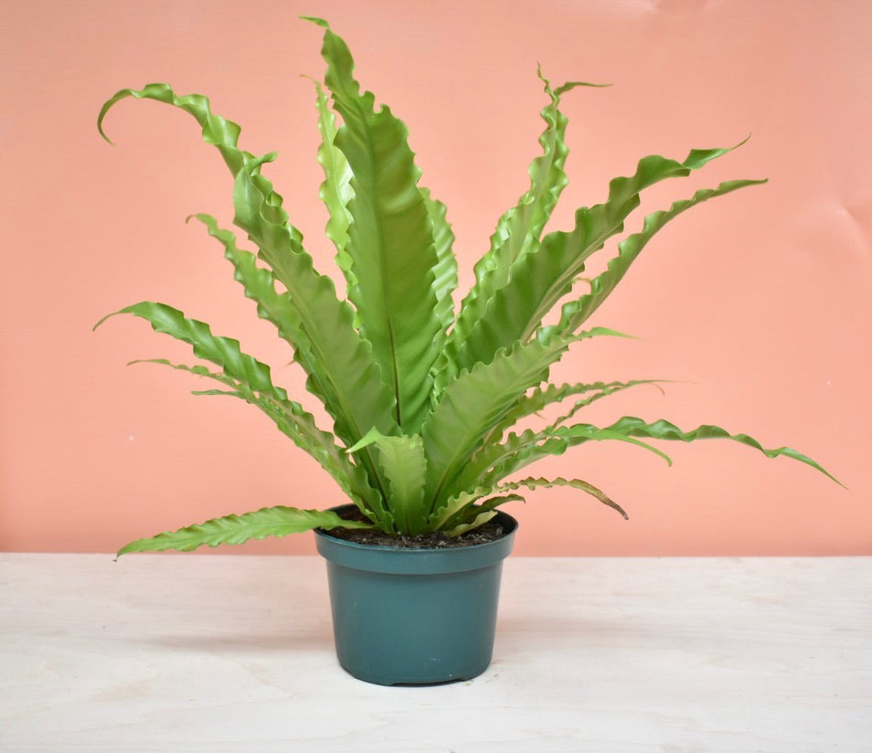 Bird‚Äôs Nest 'Victoria' Fern, 4" Pot, Indoor Houseplant, Easy Care, Live Plant for Indoor & Outdoor