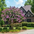 thumbnail image 5 of Catawba Crape Myrtle Rich Purple Blooms  40 Live Plants  Drought & Heat Tolerant, Ideal for Year-Round Garden Beauty, 5 of 7