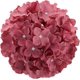 thumbnail image 1 of Xiao Hua Hortensia de seda artificial con tallos para decoración del hogar y bodas, paquete de 10 (fucsia), 1 of 5