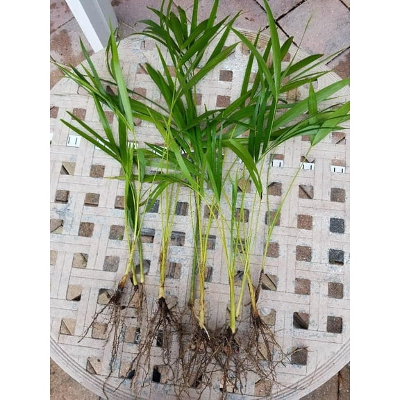 Areca Palm plant Dypsis lutescens Easy to grow!! [PF015]