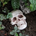 thumbnail image 2 of Pebbuoy Realistic Life Size Skull Figure Human Skull Ornament Halloween Decor Resin Horror Statue Waterproof Home Office Yard Decoration, 2 of 6