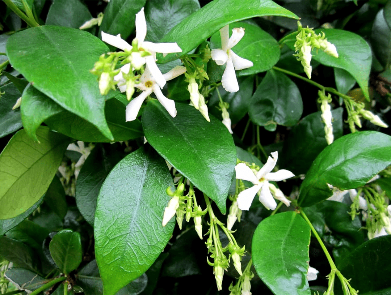 Green Confederate Star Jasmine Live Plant, White Jasmine Plant, Jasmine Plant Live, 4 to 6 Inch Tall, Ship No Pot