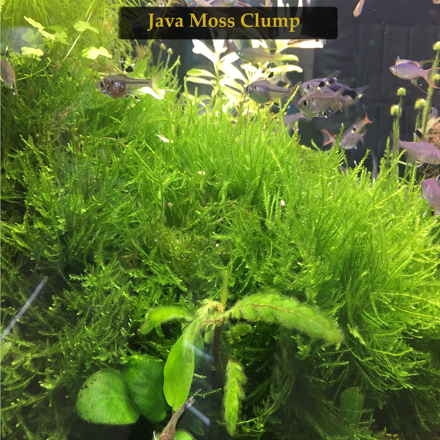 Java Moss / Taxiphyllum Barbieri Portion by SRaquaristik