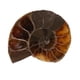 thumbnail image 2 of Espécimen fósil, 2 piezas Espécimen fósil de amonita Espécimen de concha fósil Espécimen fósil de amonita Espécimen didáctico Tecnología de vanguardia, 2 of 8
