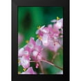 thumbnail image 2 of Berzel, Erin 17x24 Black Modern Framed Museum Art Print Titled - Delicate Begonia II, 2 of 5