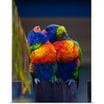 thumbnail image 1 of Great BIG Canvas Emily James Poster Print entitled Lorikeet love, 1 of 2