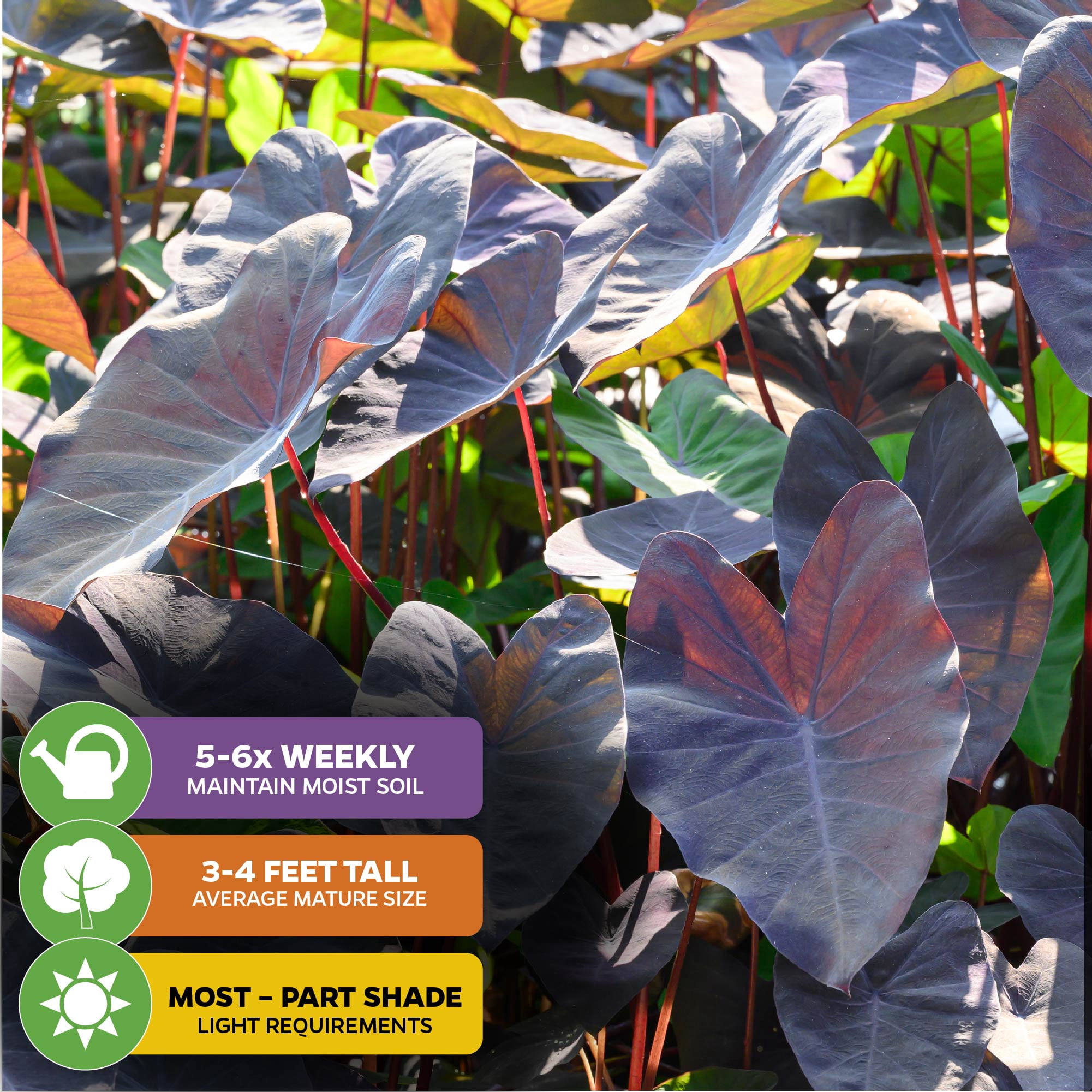 (2-Pack) Black Magic Elephant Ear Live Plant - Colocasia esculenta by Wellspring Gardens - Ideal for Gardens & Containers - Great for Indoor Houseplants, Outdoor Landscaping & Garden Plantin
