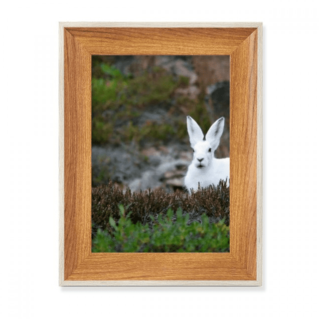 White Rabbits Science Nature Scenery Desktop Wooden Photo Frame Display Picture Art Painting Multiple Sets