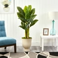 thumbnail image 3 of Nearly Natural 52in. Triple Stalk Banana Artificial Tree in Decorative Urn (Real Touch), 3 of 3