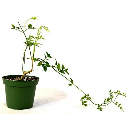 Pink Jasmine Vine - 9GreenBox - Pink Jasmine Plant - Jasminum Polyanthum - Fragrant - 4