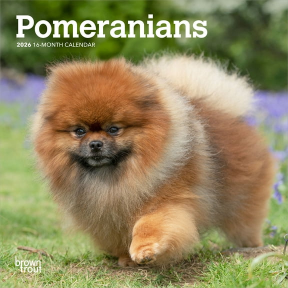 Pomeranians | 2026 7x14" (Hanging) Monthly Mini Wall Calendar | BrownTrout