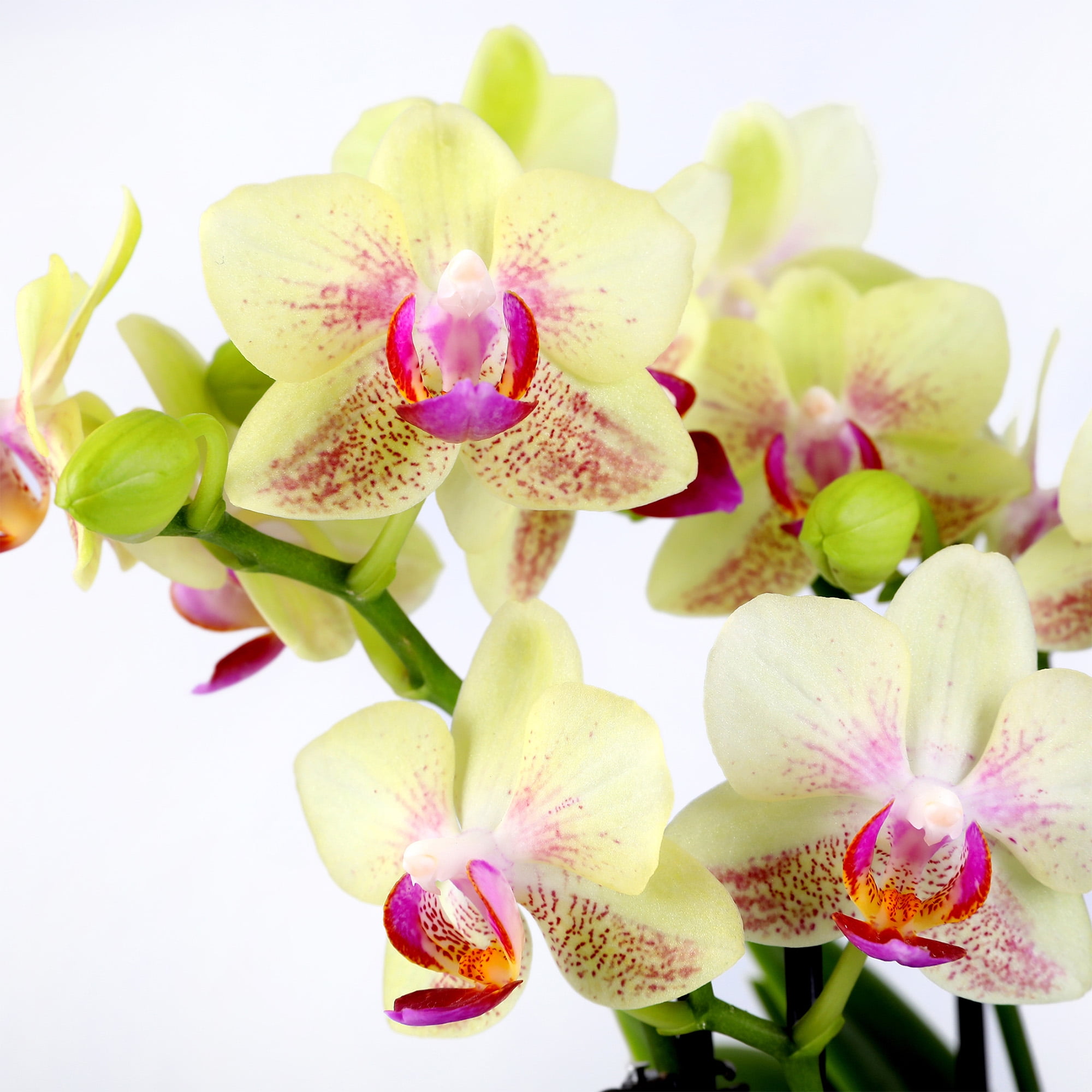 4in Yellow Live Orchid Duo in Sage Green Pot with Preserved Green Stems