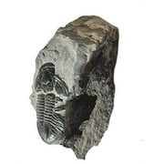 Genuine Elrathia Kinghi Trilobite Fossil 4" x 2 1/2"