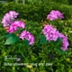 thumbnail image 5 of Puntoco Lámpara De Hortensia Simulada Violeta, Decoración Del Hogar., 5 of 7