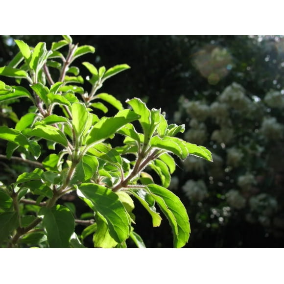 200 MOZZARELLA BASIL Sweet Italian Heirloom Ocimum Basilicum Herb Flower Seeds