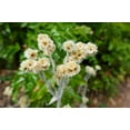 thumbnail image 4 of Seedville 100 Sweet Everlasting Flower Seeds, 4 of 10