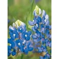 thumbnail image 2 of Burpee Value Pack Lupine Texas Bluebonnet Flower Seeds, Perennial Lifecycle, Full Sun, 2 of 3