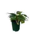 thumbnail image 3 of Brazil Philodendron 4" Pot - Easy Houseplant - Low Light, 3 of 4