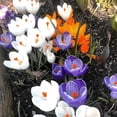 thumbnail image 4 of HJADGG 10pcs Mixed Color Crocus Bulbs-Spring Blooming Fall Planting Bulbs, Assorted Colors Dutch Crocus Corms for Gardens, Containers & Naturalizing Easy to Plant Perennial Flower Bulbs (10), 4 of 5