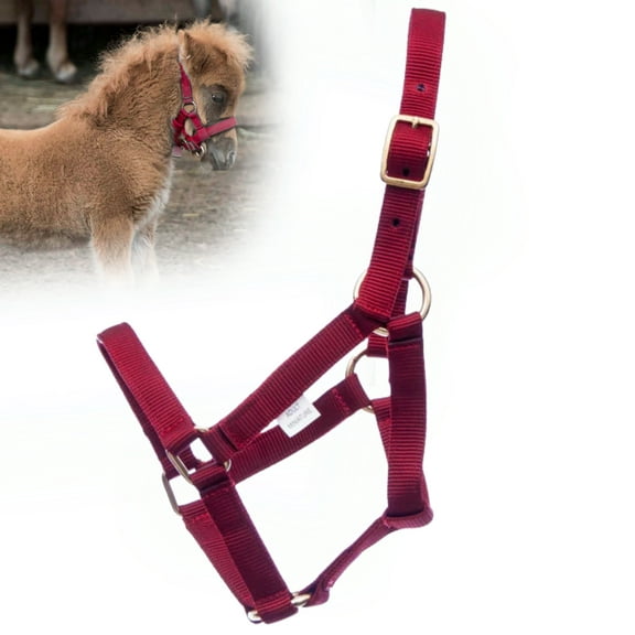 Jeffers Equine Mini Horse Halter – 3/4" Nylon Adjustable Halter for Miniature Horses, Ponies, Under 200 lbs – Heavy Duty Hardware, Secure Fit for Training, Turnout, Grooming, Travel – Red