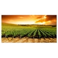 thumbnail image 2 of Sunset Vineyard Panorama - Extra Large Wall Art Landscape, 2 of 3