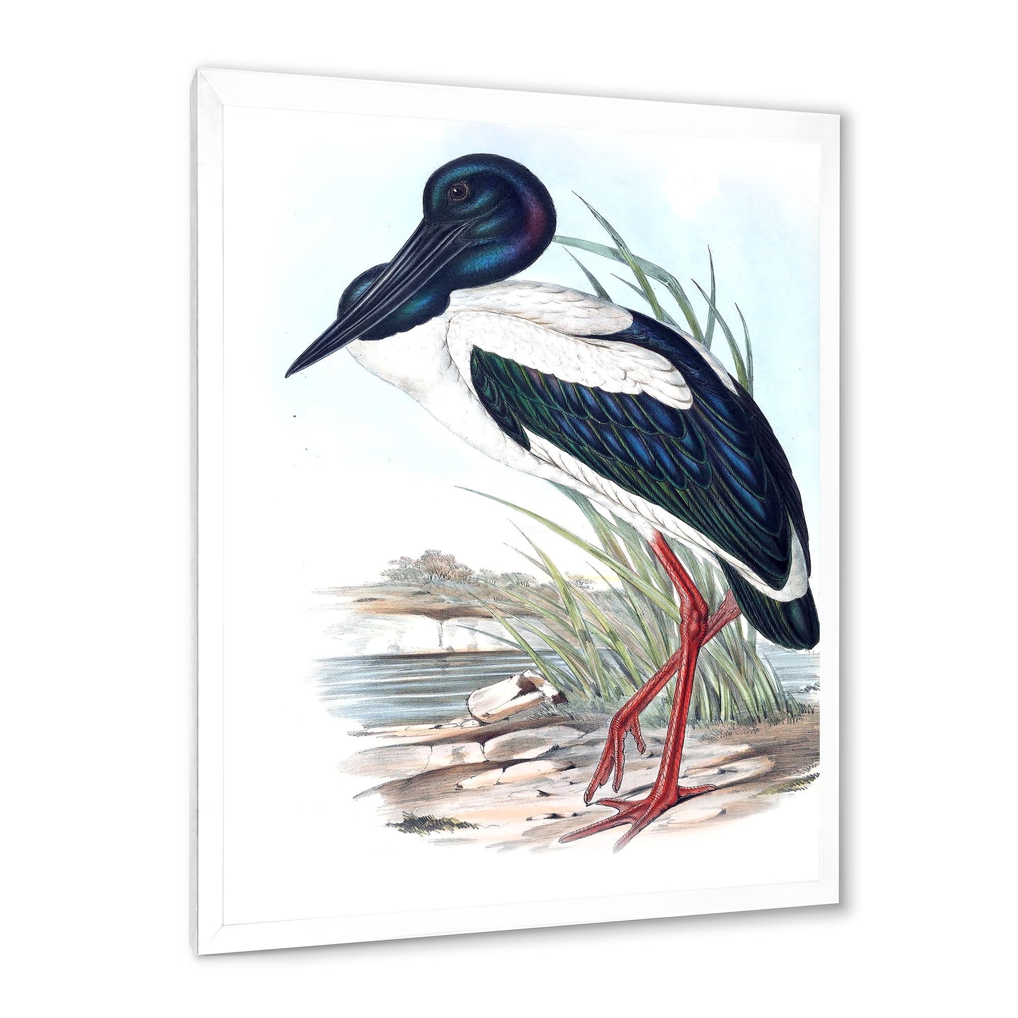 Designart 'Australian Vintage Birds I' Traditional Framed Art Print