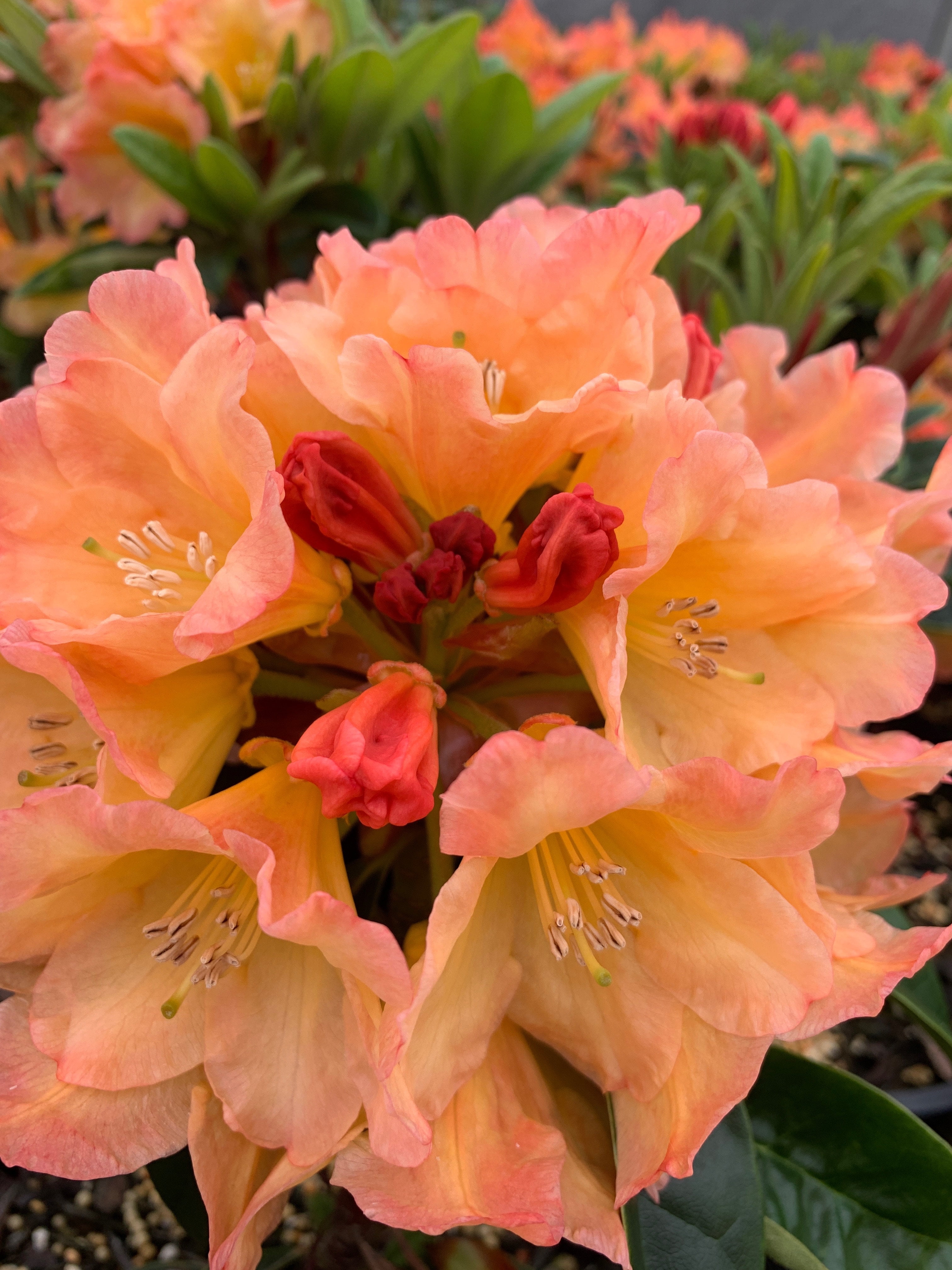 ( 1 ) Neon Rhododendron Starter Plant ( XL ) ( 1 live plant