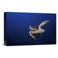thumbnail image 1 of Global Gallery Barathieu Gabriel,'Green Turtle' Stretched Canvas Artwork, 1 of 3
