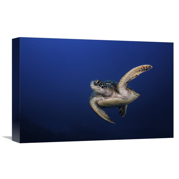 Global Gallery Barathieu Gabriel,'Green Turtle' Stretched Canvas Artwork