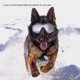 thumbnail image 5 of Gafas de sol para perros Decoraciones para mascotas Ojos Accesorios protectores A prueba de agua A prueba de viento Anti UV, 5 of 10
