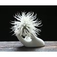 thumbnail image 2 of Air Plant Holder Cute Ceramic Mini Hand Shape Stand Airplants Tillandsia Small Container Pot Plant Decoración decorativa para el hogar para escritorio Estante de mesa JFHHH pequeña, 2 of 5