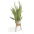 thumbnail image 2 of Jacobs, Cindy 9x14 White Modern Wood Framed Museum Art Print Titled - Snake Plant, 2 of 4